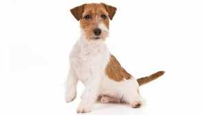 Průměrná délka života jack-russell terriers: co závisí na a jak prodloužit život zvířete